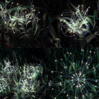 Solar garden lamp - dandelions Gardlov 25477
